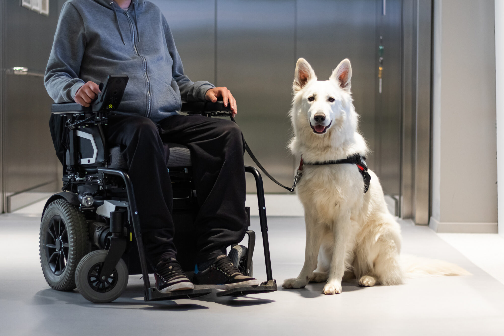 Service Dog Training Doggie Do Right